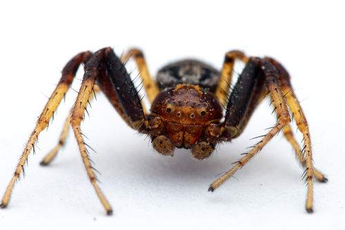Xysticus lanio