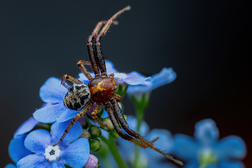 Xysticus lanio