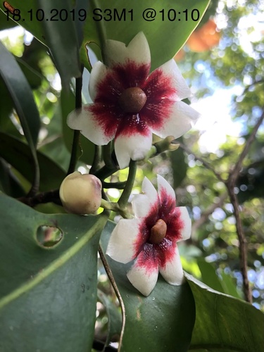 Clusia microstemon