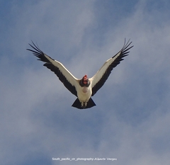 Sarcoramphus papa image