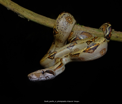 Boa Constrictor (Boa constrictor) · iNaturalist