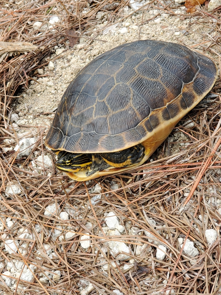 Chicken Turtle in October 2022 by Joshua McBride. Trying to make a nest ...