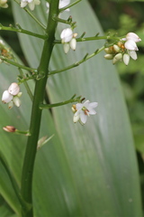 Xiphidium caeruleum image