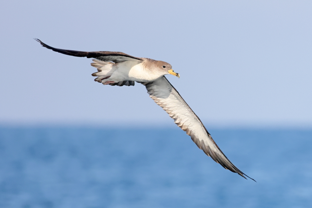 Scopoli's Shearwater photo