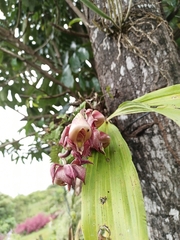 Catasetum maculatum image