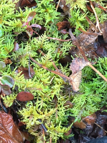Red-stemmed Feather Moss