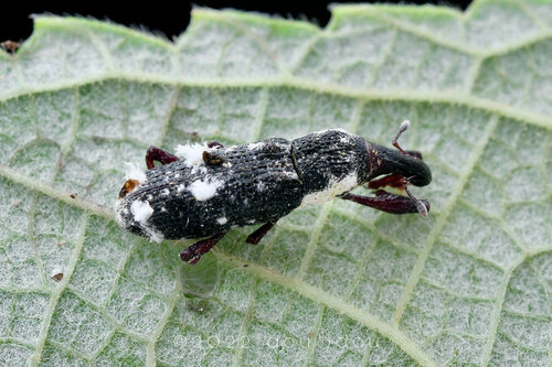 Peribleptus foveostriatus