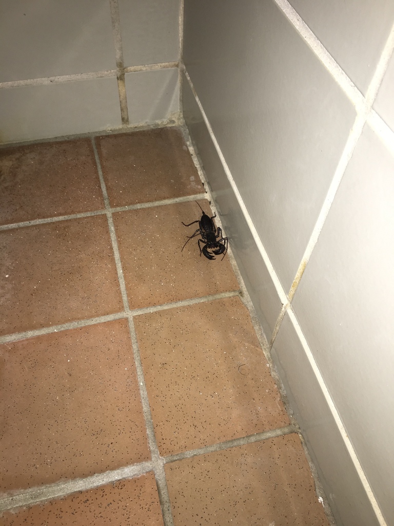 Florida vinegaroon from Pinellas County, USFL, US on August 27, 2018