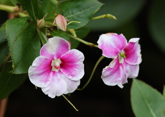 Impatiens sodenii image