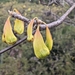 Amphipterygium adstringens - Photo (c) Andrew Meehan, all rights reserved, uploaded by Andrew Meehan