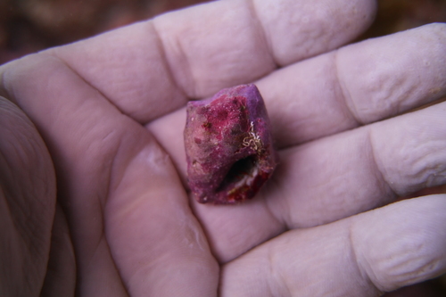 Deltoid Rock Shell