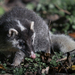 Ferret Badgers - Photo (c) ihenglan, all rights reserved, uploaded by ihenglan