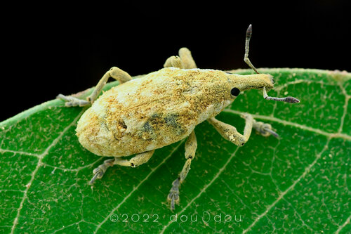 Xanthochelus major