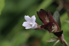 Strobilanthes reptans image