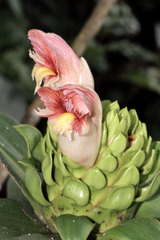 Costus guanaiensis image