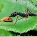 Odontomachus circulus - Photo (c) 豆豆, all rights reserved, uploaded by 豆豆