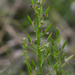 Triglochin bulbosa tenuifolia - Photo (c) Chris Whitehouse, kaikki oikeudet pidätetään, lähettänyt Chris Whitehouse