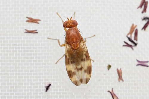 Homoneura mayrhoferi · iNaturalist