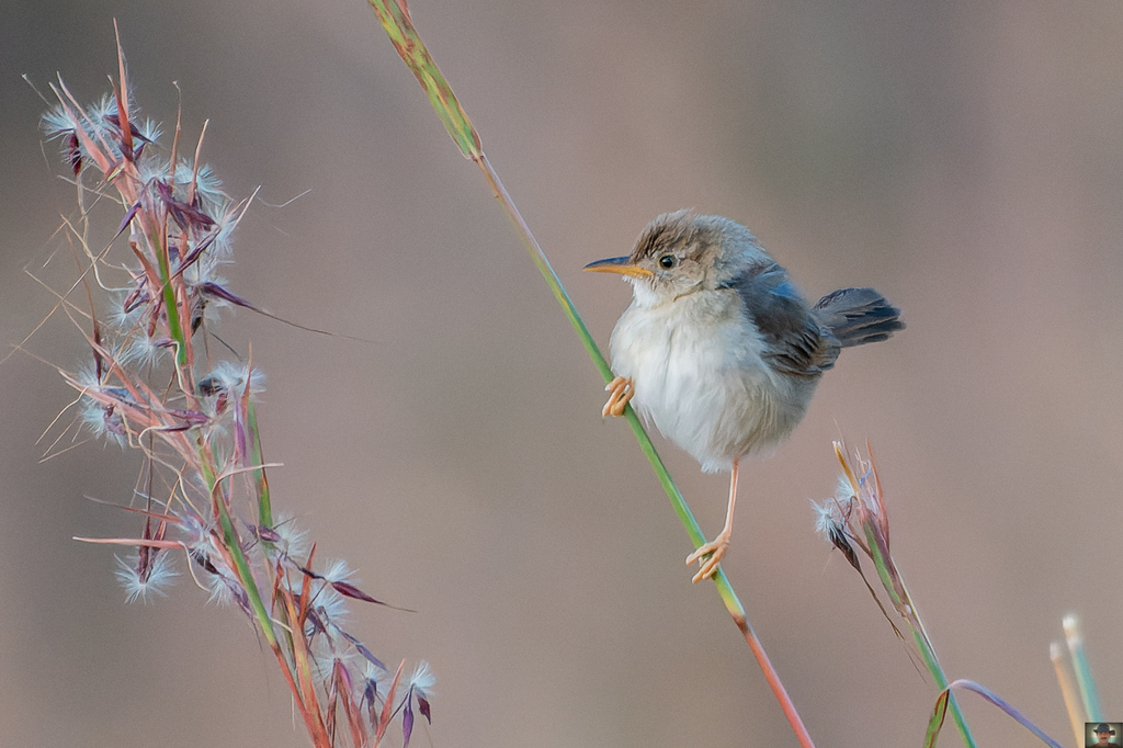 Huambo Cisticola (Cisticola bailunduensis) photo