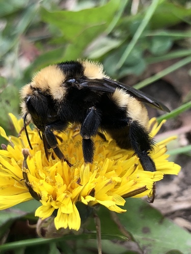 Northern Amber Bumble Bee
