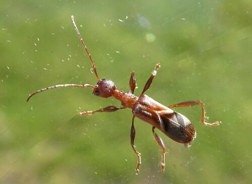 Pseudocephalus