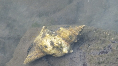 Trapezium horse conch