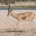 Arabian Gazelle - Photo (c) kingmaphotos, all rights reserved, uploaded by kingmaphotos