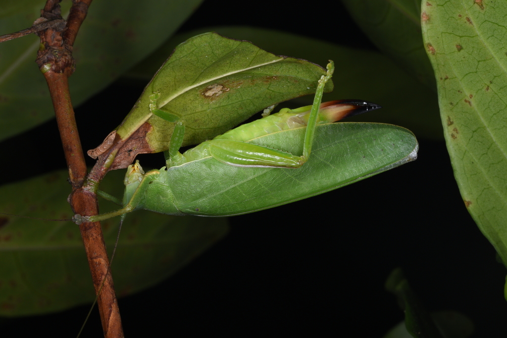 Phyllomimus from 香港新界 on October 15, 2022 at 06:31 PM by CHIK SIU LUN ...