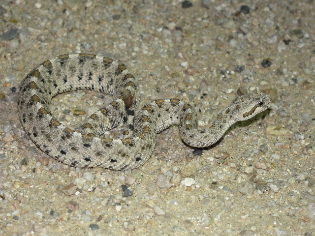 Mojave Desert Sidewinder from Mojave National Preserve on May 04, 2009 ...