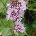 Mentha aquatica - Photo (c) Daniel Smith, όλα τα δικαιώματα διατηρούνται, uploaded by Daniel Smith