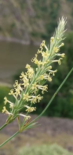 Crucianella graeca