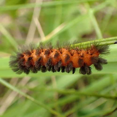 Unexpected Cycnia Moth