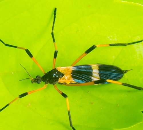 Eugnophomyia elegans