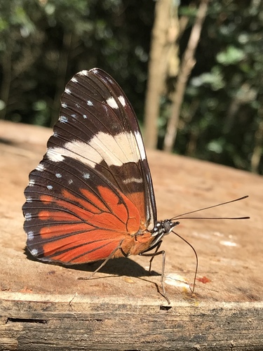 Red Cracker