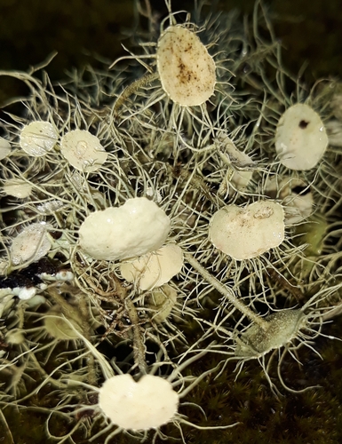 Flowery Lichen