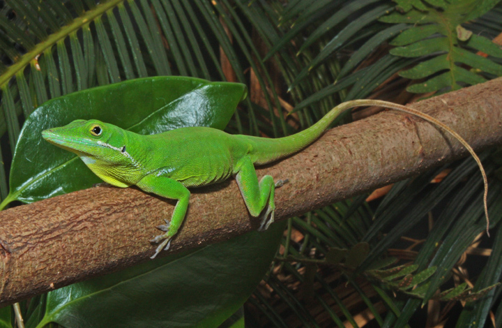 Hispaniolan Green Anole