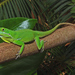 Hispaniolan Green Anole - Photo (c) Jake Scott, all rights reserved, uploaded by Jake Scott