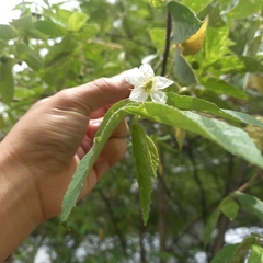 Muntingia calabura image