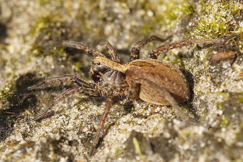 Common Fox Spider