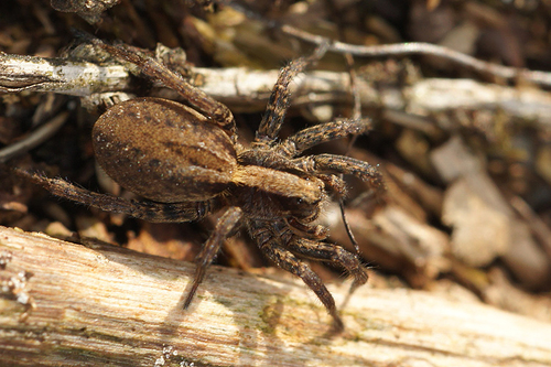 Common Fox Spider