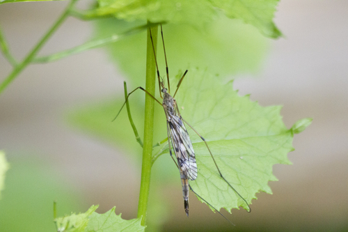 Tipula longiventris Loew, 1863