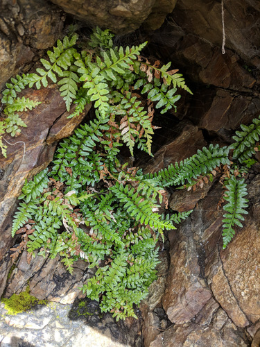 sea spleenwort