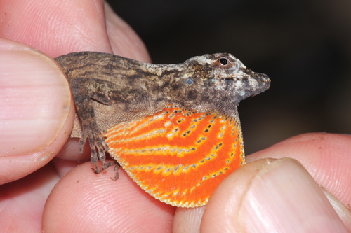 Amazon Bark Anole