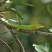 Bahamian Green Anole - Photo (c) Jake Scott, all rights reserved, uploaded by Jake Scott