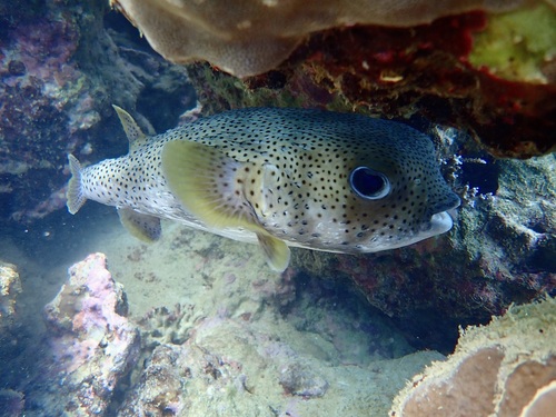 Spotted Porcupinefish