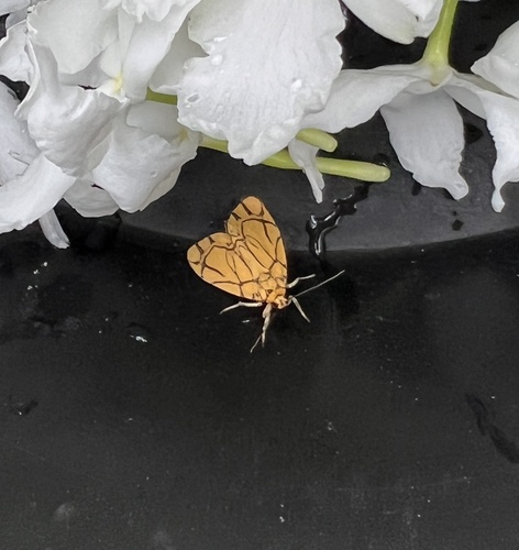 Cyme euprepioides