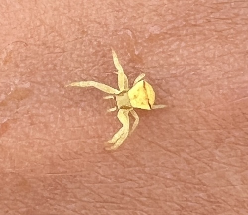 Flower Crab Spiders