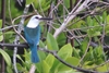Common Beach Kingfisher - Photo (c) Rémi Bigonneau, all rights reserved, uploaded by Rémi Bigonneau