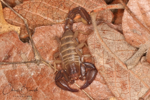 Pseudouroctonus apacheanus