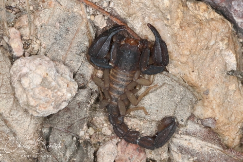 Pseudouroctonus apacheanus